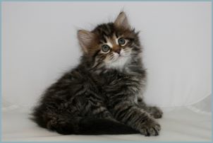 Male Siberian Kitten from Deedlebug Siberians